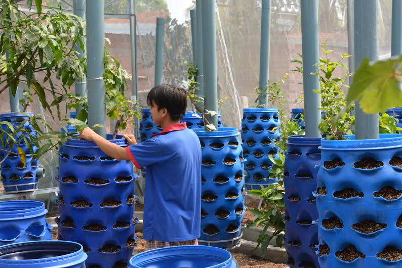 Ứng dụng thùng phuy nhựa cũ vào việc trồng rau